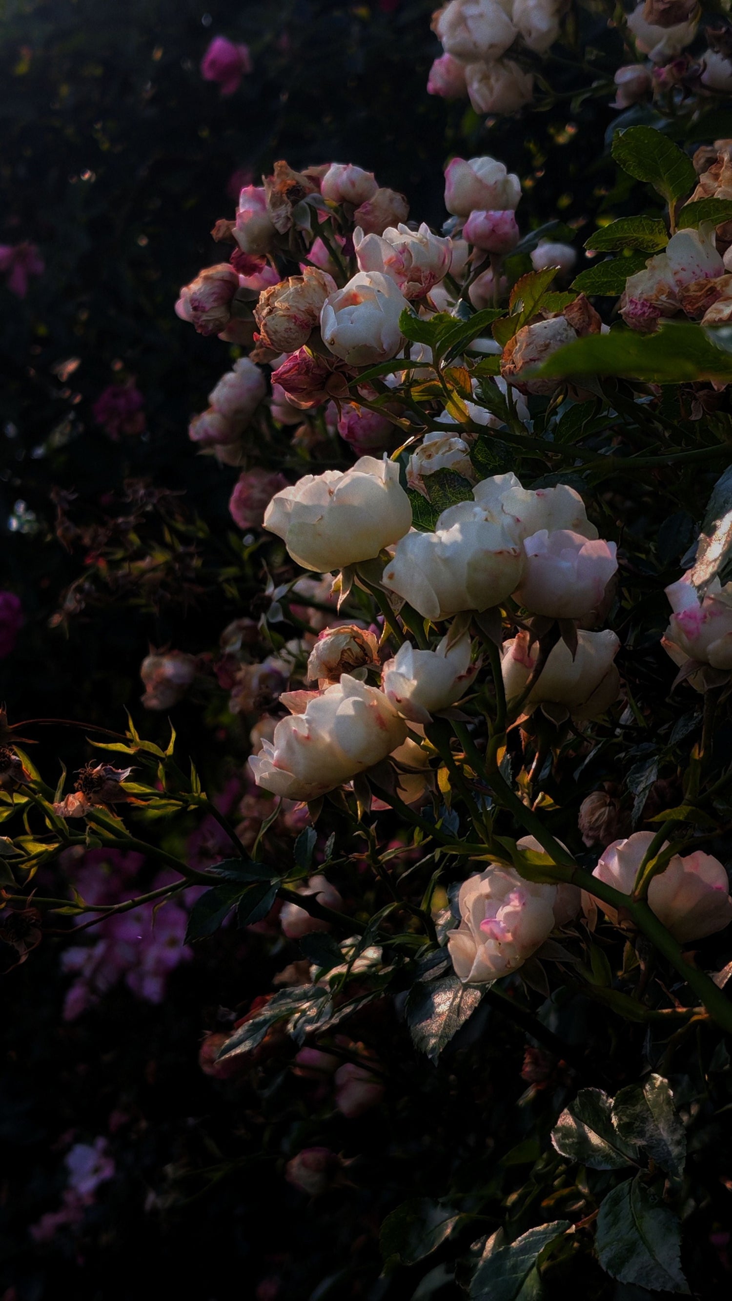 Asteria Mist