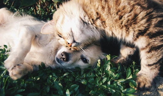 Communication animale